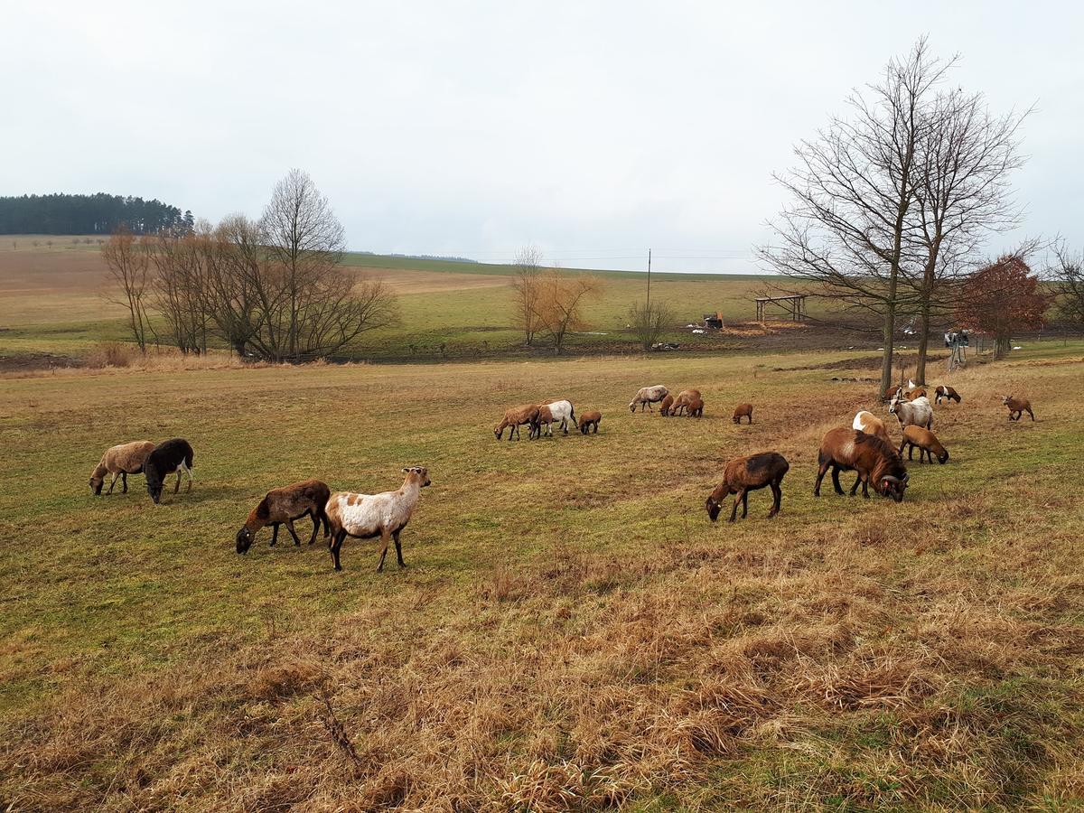 Podkrovi V Jihoceskem Statku Nemejice Buitenkant foto